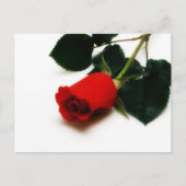Red Rose Briefkaart (Voorkant)