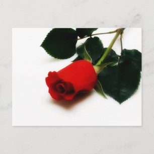 Red Rose Briefkaart