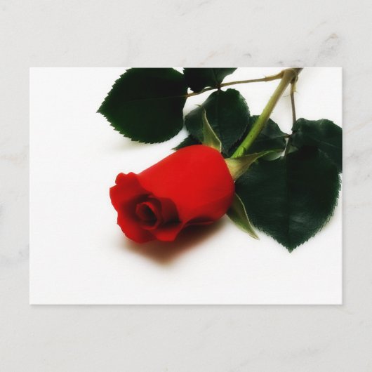 Red Rose Briefkaart (Voorkant)