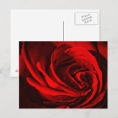 Red Rose Briefkaart (Voorkant / Achterkant)