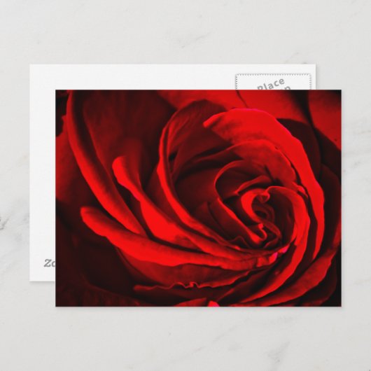 Red Rose Briefkaart (Voorkant / Achterkant)