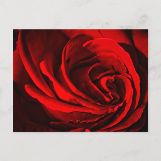 Red Rose Briefkaart (Voorkant)