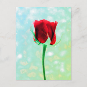 Red Rose Briefkaart