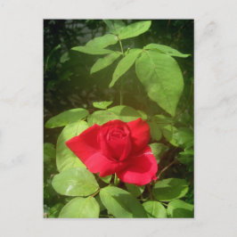 Red Rose Briefkaart