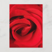 Red Rose Briefkaart (Voorkant)