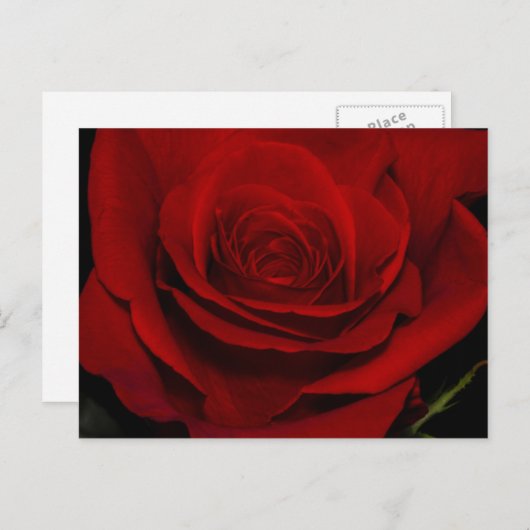 Red Rose Briefkaart (Voorkant / Achterkant)