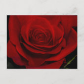 Red Rose Briefkaart (Voorkant)