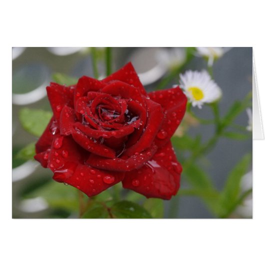 Red Rose Bud (Voorkant Horizontaal)