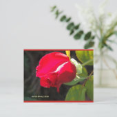 Red Rose Bud | Blue Beach Song™-Briefkaart Briefkaart (Staand voorkant)