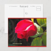 Red Rose Bud | Blue Beach Song™-Briefkaart Briefkaart (Voorkant / Achterkant)