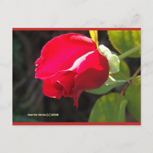 Red Rose Bud | Blue Beach Song™-Briefkaart Briefkaart (Voorkant)