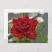 Red Rose Bud Briefkaart (Voorkant / Achterkant)