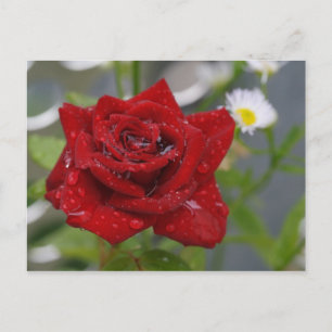 Red Rose Bud Briefkaart