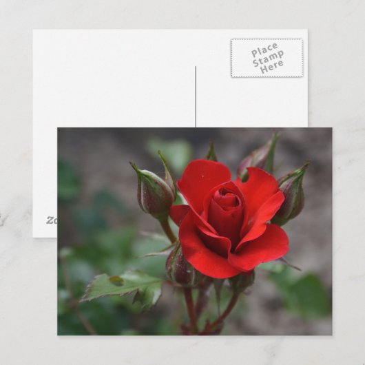 Red Rose Bud Briefkaart (Voorkant / Achterkant)