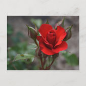 Red Rose Bud Briefkaart (Voorkant)
