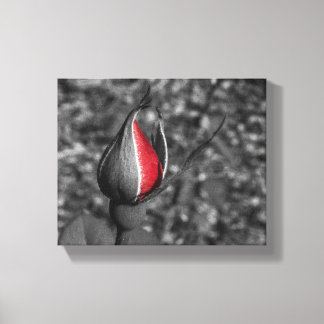 Red Rose Bud Canvas