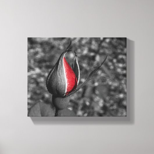 Red Rose Bud Canvas (Voorkant)