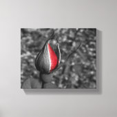 Red Rose Bud Canvas Afdruk (Voorkant)