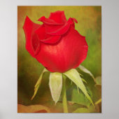 Red Rose Bud Photographic Art Afdrukken Poster (Voorkant)