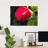 Red Rose Bud Poster (Thuiskantoor)