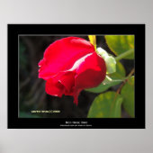 Red Rose Bud Poster (Voorkant)
