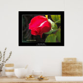 Red Rose Bud Poster (Keuken)