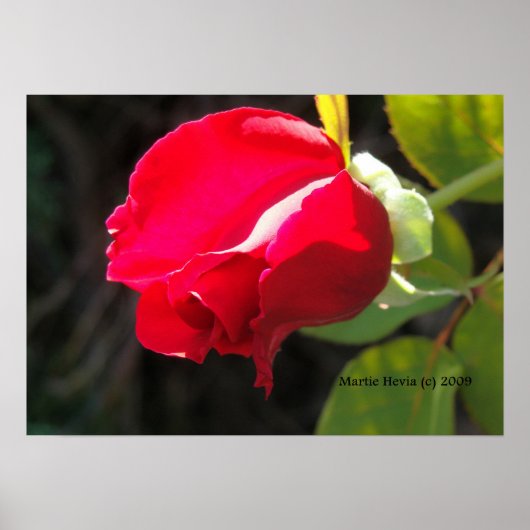 Red Rose Bud Print - Selecteer je Lijst (Voorkant)