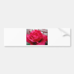 Red Rose Bumpersticker