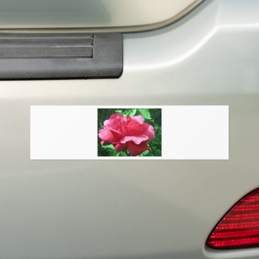 Red Rose Bumpersticker (Op auto)