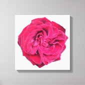 Red Rose Canvas Afdruk (Voorkant)