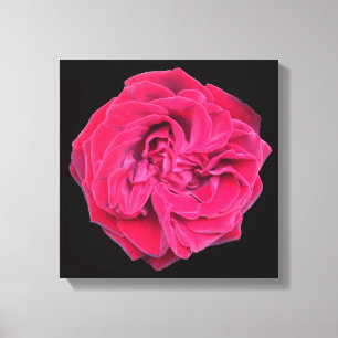 Red Rose Canvas Afdruk