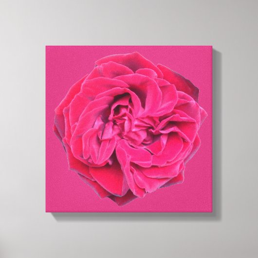 Red Rose Canvas Afdruk (Voorkant)