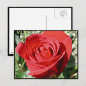 Red Rose Close Briefkaart (Voorkant / Achterkant)