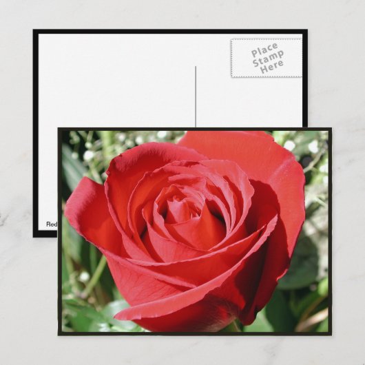 Red Rose Close Briefkaart (Voorkant / Achterkant)
