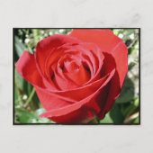 Red Rose Close Briefkaart (Voorkant)