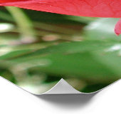 Red Rose Close Print (Hoek)