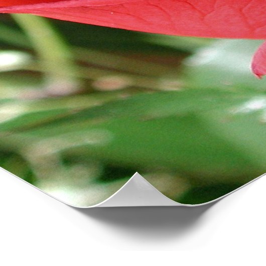 Red Rose Close Print (Hoek)