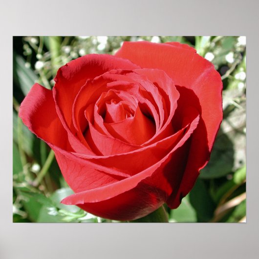 Red Rose Close Print (Voorkant)