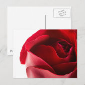 Red Rose Close-up Briefkaart (Voorkant / Achterkant)