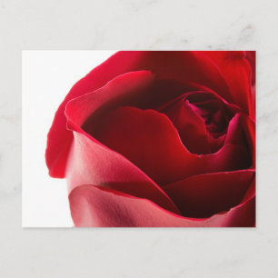 Red Rose Close-up Briefkaart