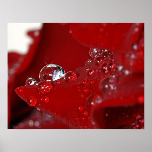 Red Rose Diamonds Poster (Voorkant)