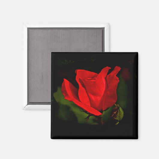 Red Rose - Donkere passie Magneet (Voorkant / Achterkant)