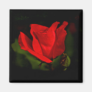 Red Rose - Donkere passie Magneet