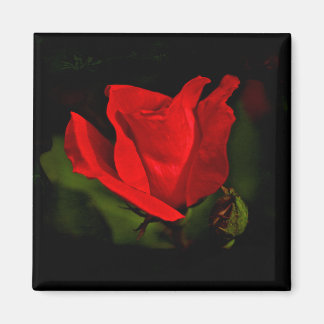 Red Rose - Donkere passie Magneet