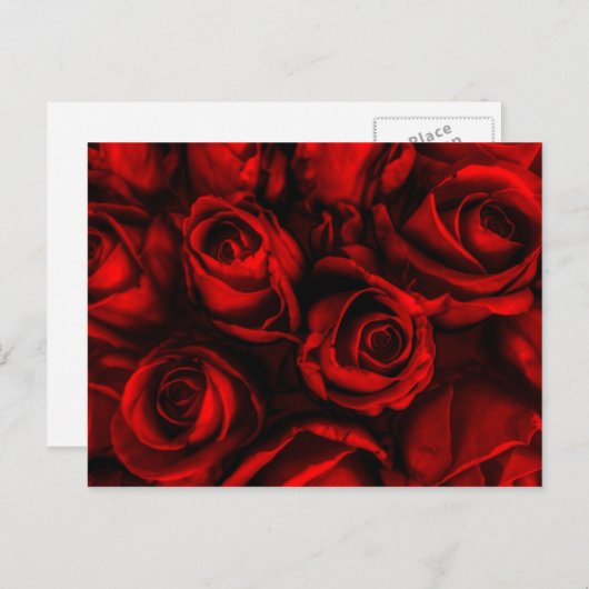Red Rose Elegance Briefkaart (Voorkant / Achterkant)