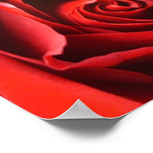 Red Rose Elegance Poster (Hoek)