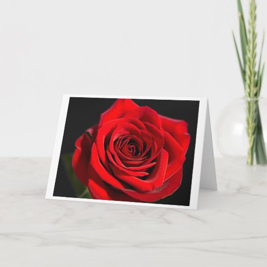 Red Rose Feestdagen Kaart (Voorkant)