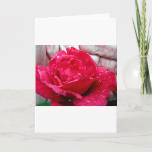 Red Rose Feestdagen Kaart (Voorkant)