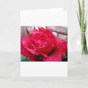 Red Rose Feestdagen Kaart
