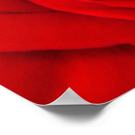 Red Rose Floral Poster (Hoek)